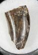 Partial Tyrannosaur Tooth - Hell Creek Formation #13058-1